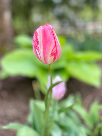 'Mata Hari' Tulip