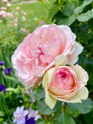 Rose 'Eden'