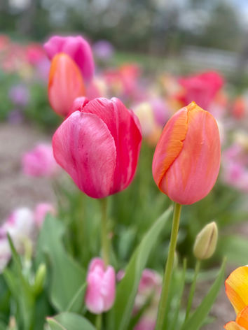 'Pink Impression' and 'Dordogne' Tulips