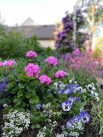  'Rocky Mountain Lavender' Geranium