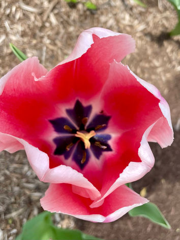 Tulip 'Pink Impression'