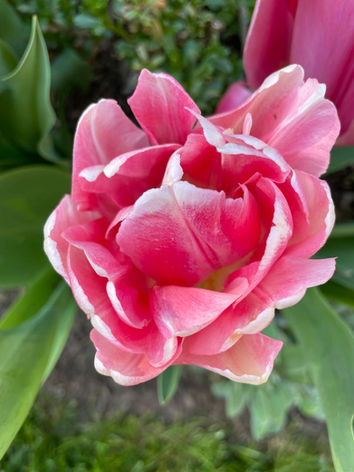 Tulip 'Foxtrot'