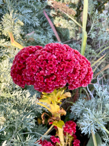 'Twisted Dark Orange' Celosia