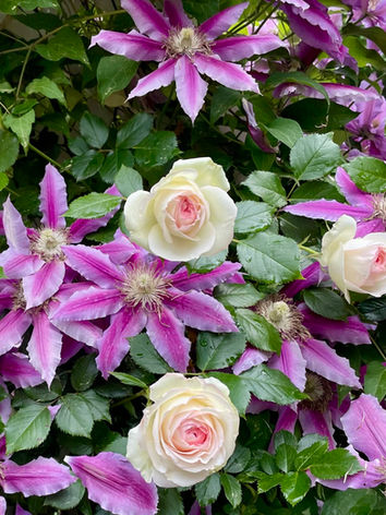 Rose 'Eden' and 'Dr Ruppel' Clematis 