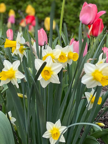 'Golden Echo' Daffodils