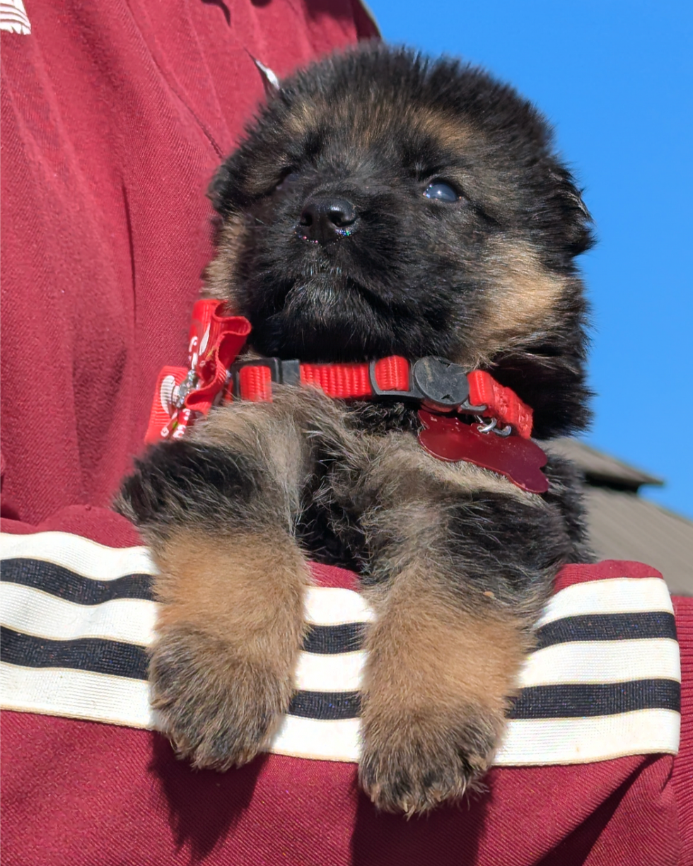 german shepherd puppy