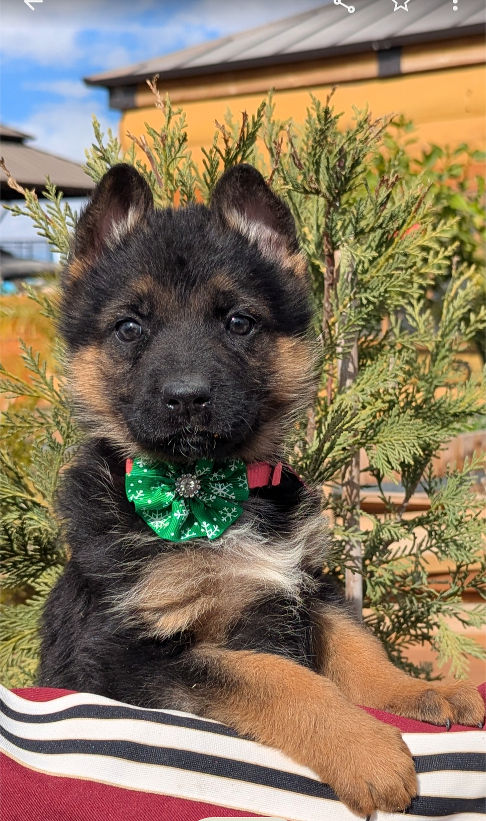 German shepherd puppy los angeles