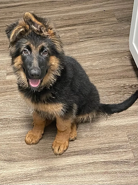 puppy27.webp