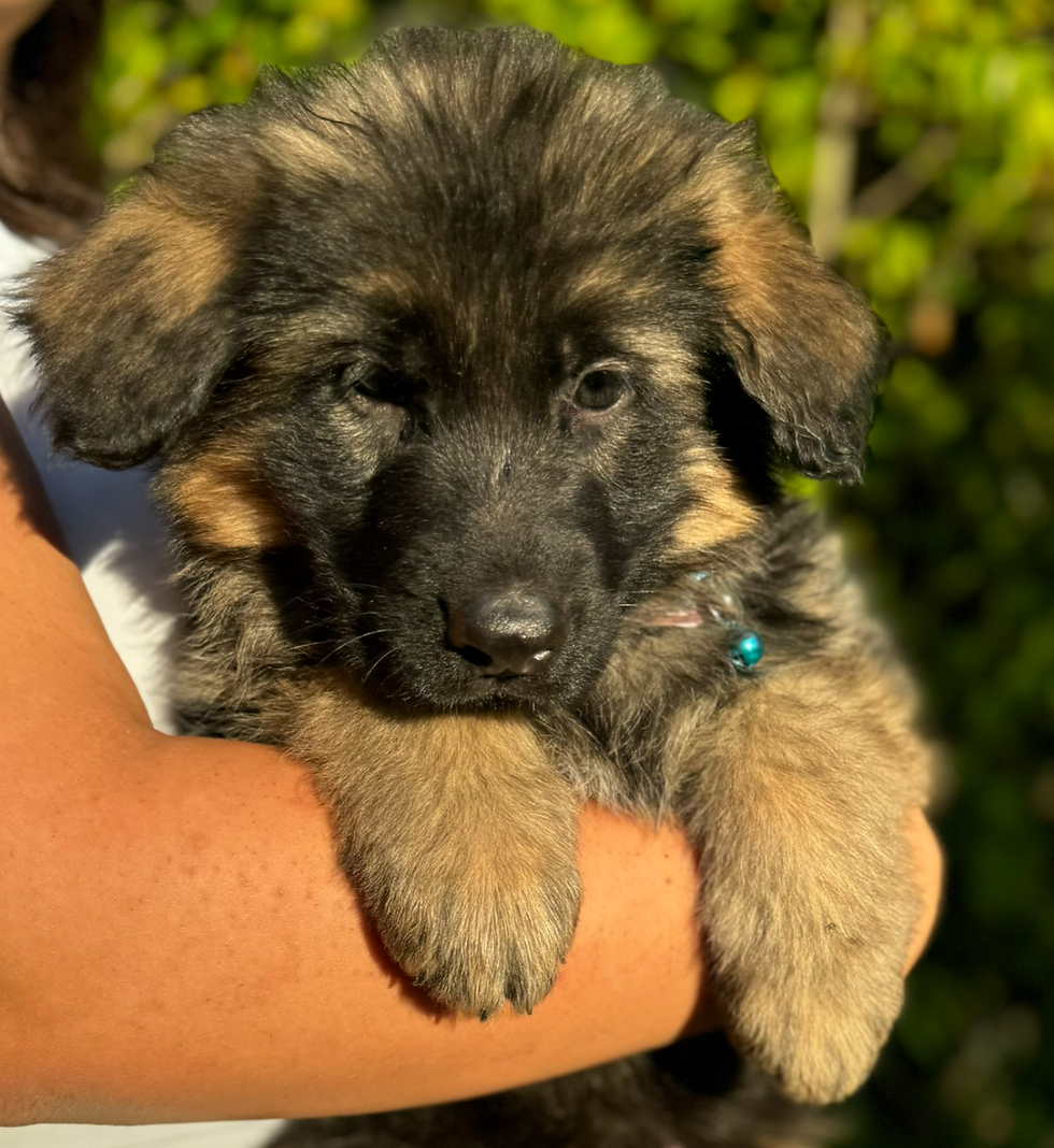Thumbnail: Long coat male German shepherd puppy in Los Angeles CA 