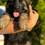 Thumbnail: Long coat male German shepherd puppy in Los Angeles CA 