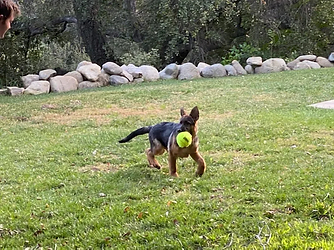 puppy30.webp