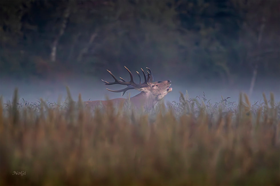 Cerf élaphe (Cervus elaphus) - 5718 - © Bruno Odeyer 