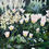 Thumbnail: Blushing Tulips