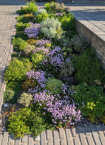 Herb bed