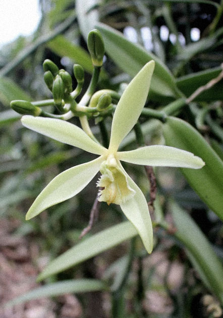 Eleganti, misteriose e cariche di significati profondi, le orchidee raccontano una storia millenaria che intreccia mito, scienza e bellezza.