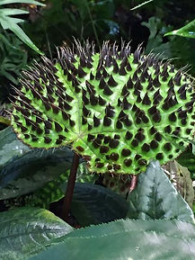 begonia ferox