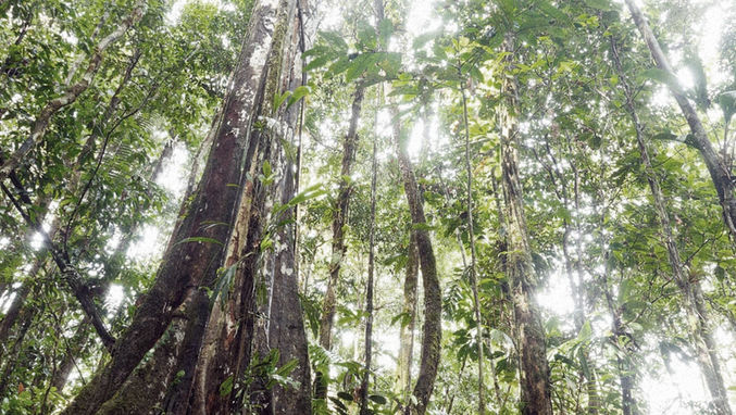 Comprendere come la foresta pluviale gestisce la luce può aiutarti a posizionare correttamente le tue piante tropicali in casa.
