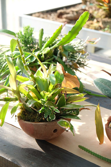 Dettaglio curatoriale di una varietà botanica rara da collezione coltivata da Studio Bothias Milano per progetti di architettura vegetale e design d'interni.