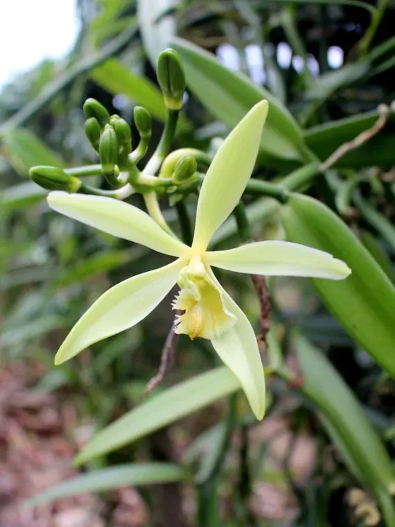 Le Orchidee nella Storia