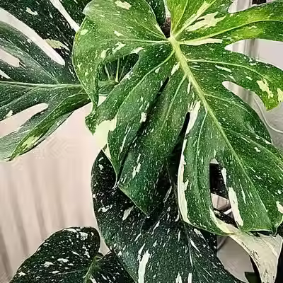 La Monstera variegata