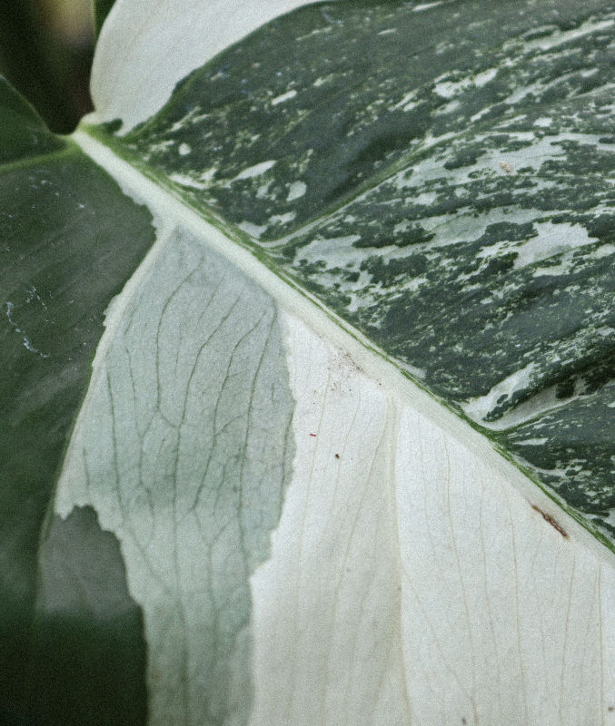 Un’analisi botanica sulle diverse tipologie di variegature nella Monstera: origine, caratteristiche, stabilità genetica, e varietà riconosciute e rarità da collezione.