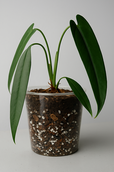 Terrari moderni a forma di case