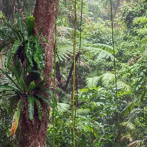 Ombre tropicali, radici aeree e bellezza vegetale