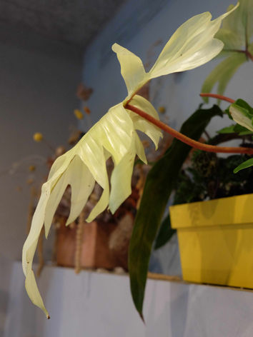 Installazione di botanical design curata da Studio Bothias per Fòla a Milano. Allestimento piante d'interni con specie rare e architettura vegetale sospesa.