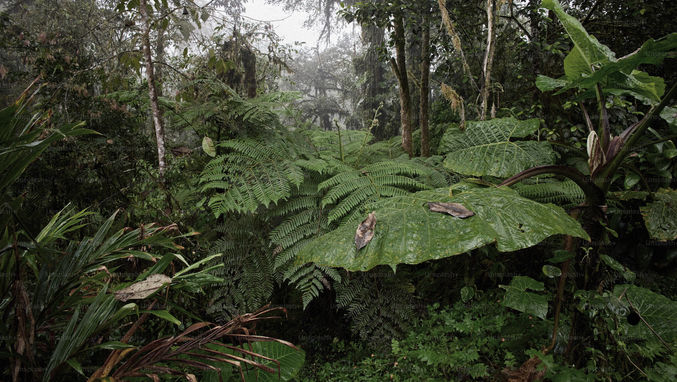 Un viaggio nel clima nascosto delle foreste tropicali: pioggia, umidità, nebbie e condense raccontate attraverso le strategie di sopravvivenza delle piante del sottobosco.