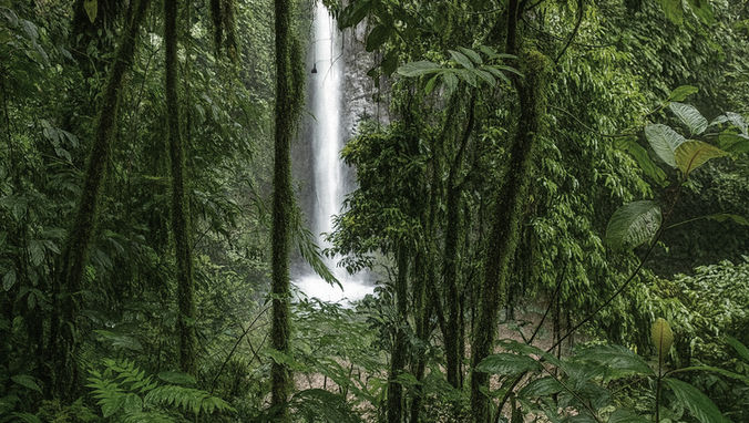 La pioggia è solo l’inizio: scopri come l’acqua si infiltra tra le chiome, si condensa sulle foglie, scorre sulle cortecce e nutre la vita nascosta della foresta pluviale.