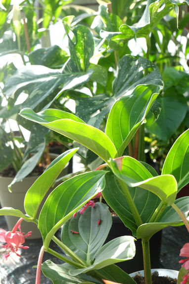 Dettaglio curatoriale di una varietà botanica rara da collezione coltivata da Studio Bothias Milano per progetti di architettura vegetale e design d'interni.