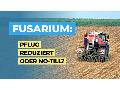 Welche Bekämpfung hilft gegen den Fusarium Pilz am Weizen durch Maisstroh? Die Lösung: Regenwürmer.