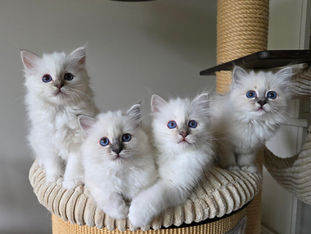 Meet Abbey, Archy, Aiden en Avry!