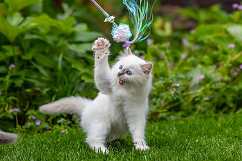 Heilige Birmaan kitten te koop