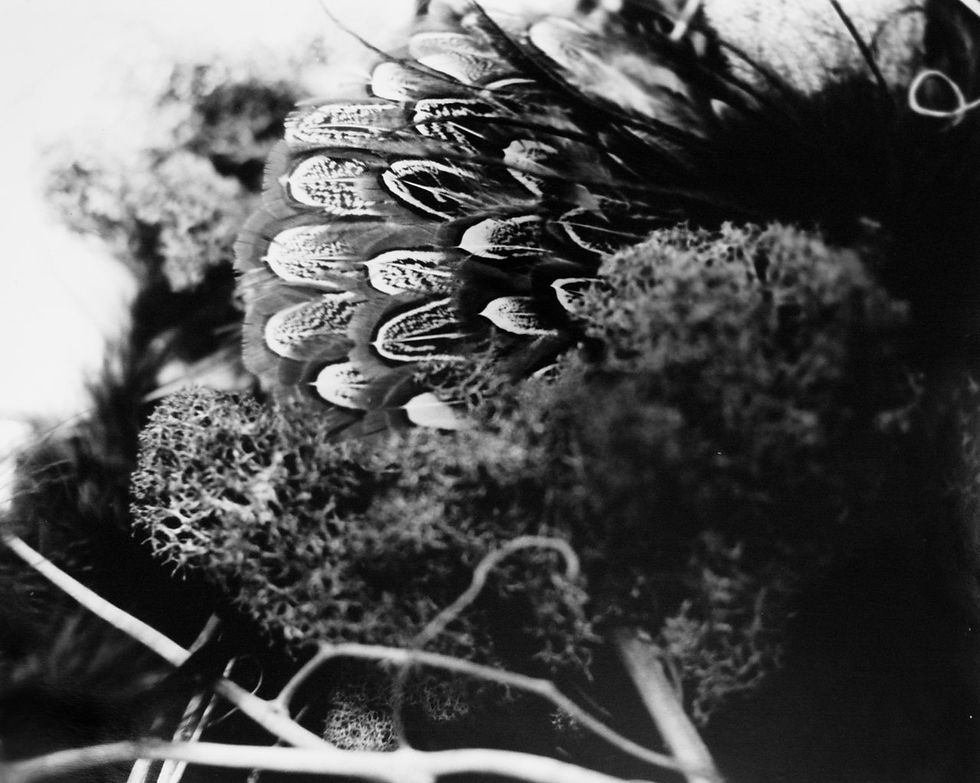 nest (15 of 15).jpg