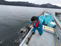 放流　レインボートラウト　300g×250kg　800～1,000ｇ×250kg