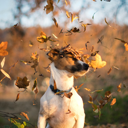 Tiershooting