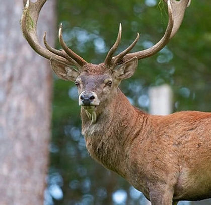 a7d1a1_6456ab8f122b4f9d9247cc16305df81b~