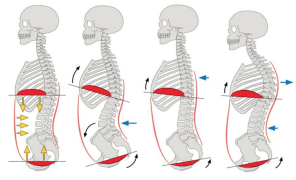 Diagram of four skeletons showing spine and diaphragm movement in various poses. Arrows indicate direction of motion. Red highlights muscles.