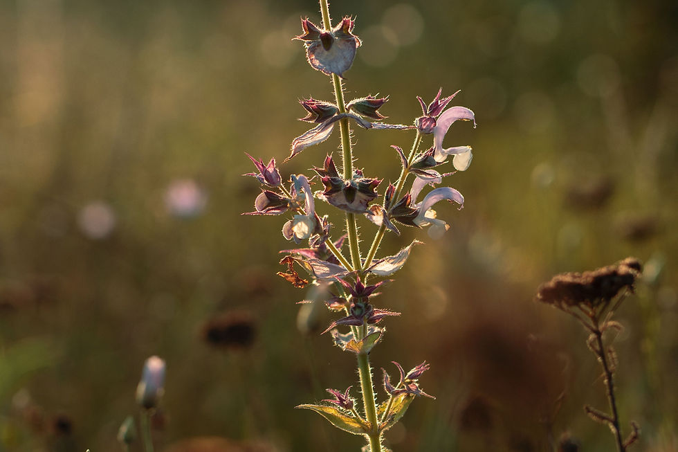 Fresh sage plant growing naturally in sunlight