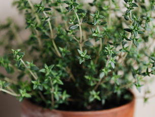 Fresh thyme plant growing naturally in a rustic pot