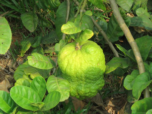 Fresh citron fruit growing naturally on the plant