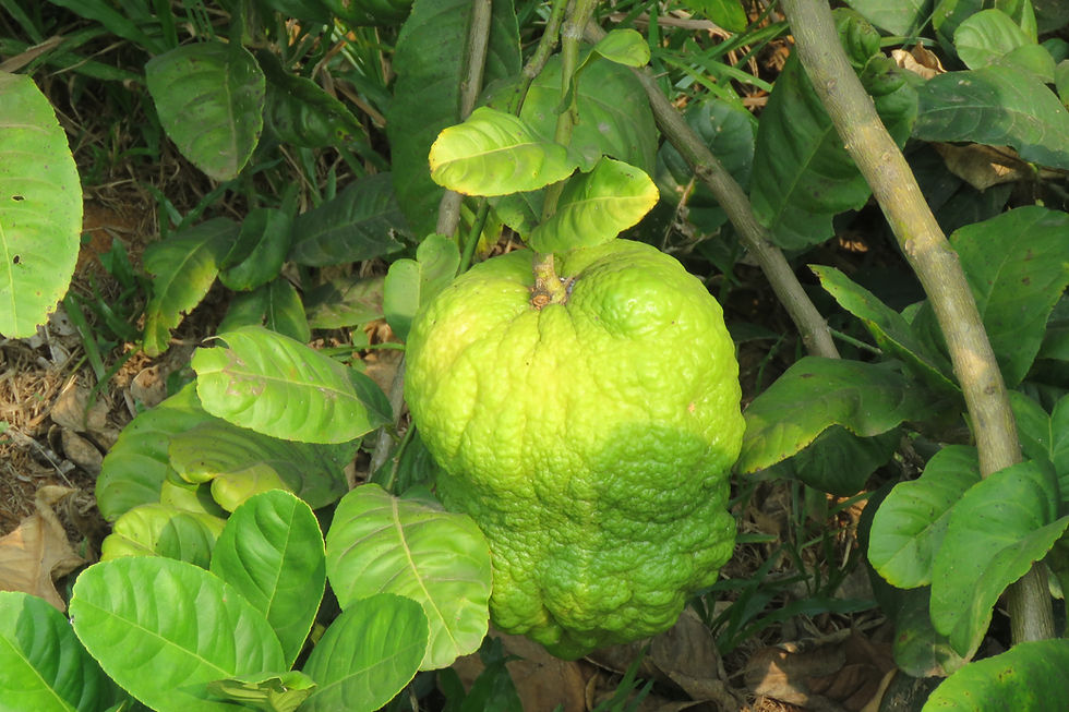 Fresh citron fruit growing naturally on the plant