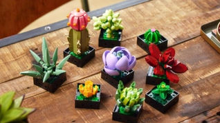 2 LEGO Icons Botanical Collection Sets Rumoured For February 2023 | 10313 + 10314