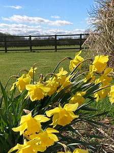 daffodils.jpeg
