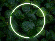 Nachhaltige Eheringe: Euer Ratgeber für faire und ethische Trauringe