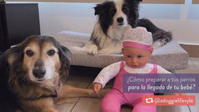 ¿Cómo preparar a tus perros para la llegada de tu bebé?