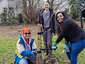 Rhiwbina tree-plantings will boost city's urban forest