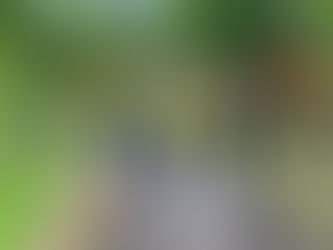 New garden for Cardiff Dogs Home residents