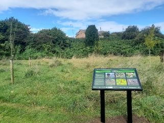 Rare 'Gabalva' apples will be reintroduced to North Cardiff